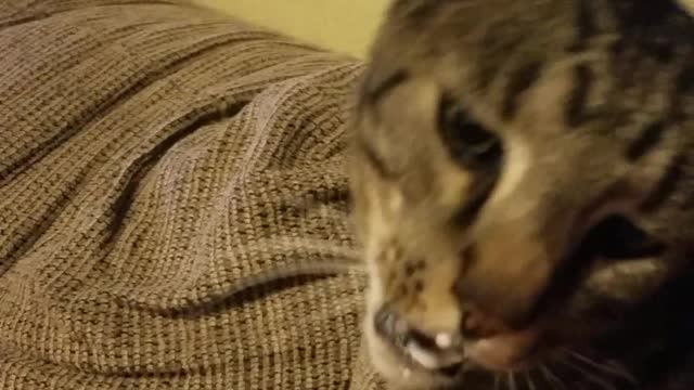 Cat Gets Serious Brain Freeze After Eating His Froyo Too Fast