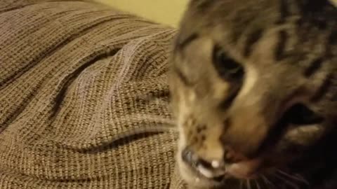 Cat Gets Serious Brain Freeze After Eating His Froyo Too Fast