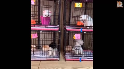 Cute and Funny Pomeranian video