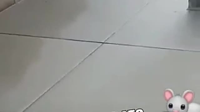 Finalmente Descobriram de onde eles vem 🐭