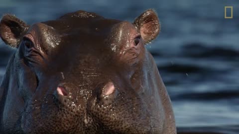 hippos: engineers of the underwater world