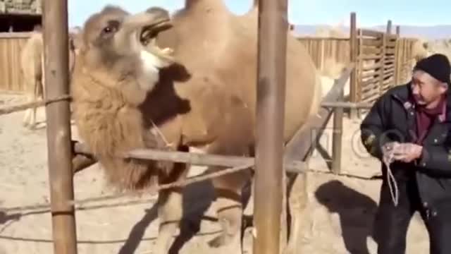 Amazing Animal Encounters 2021 (Funny animal attack)