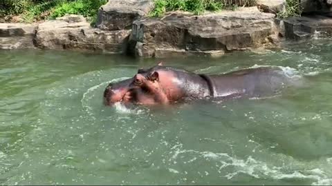 Large nostril hippo