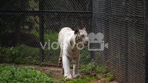 White 🐅tigers