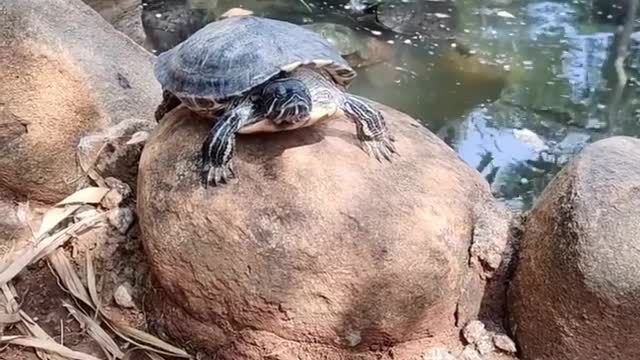 Tortoise pushpa 🤣