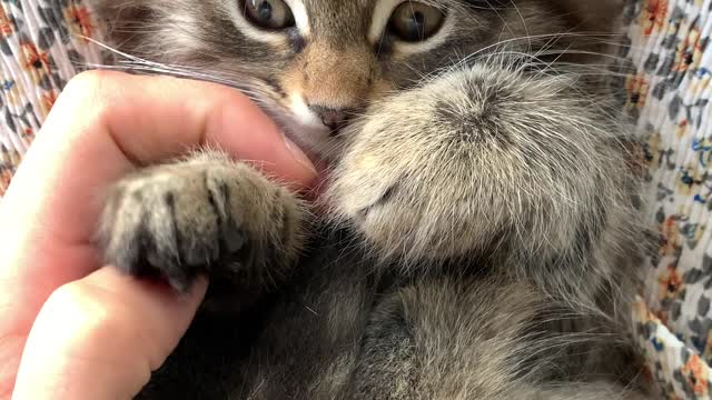 cute cat video-7