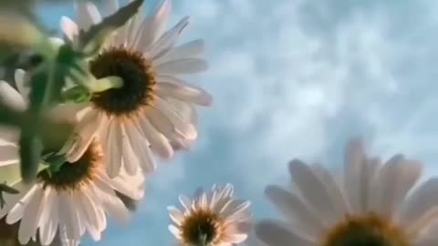 Beutiful flower