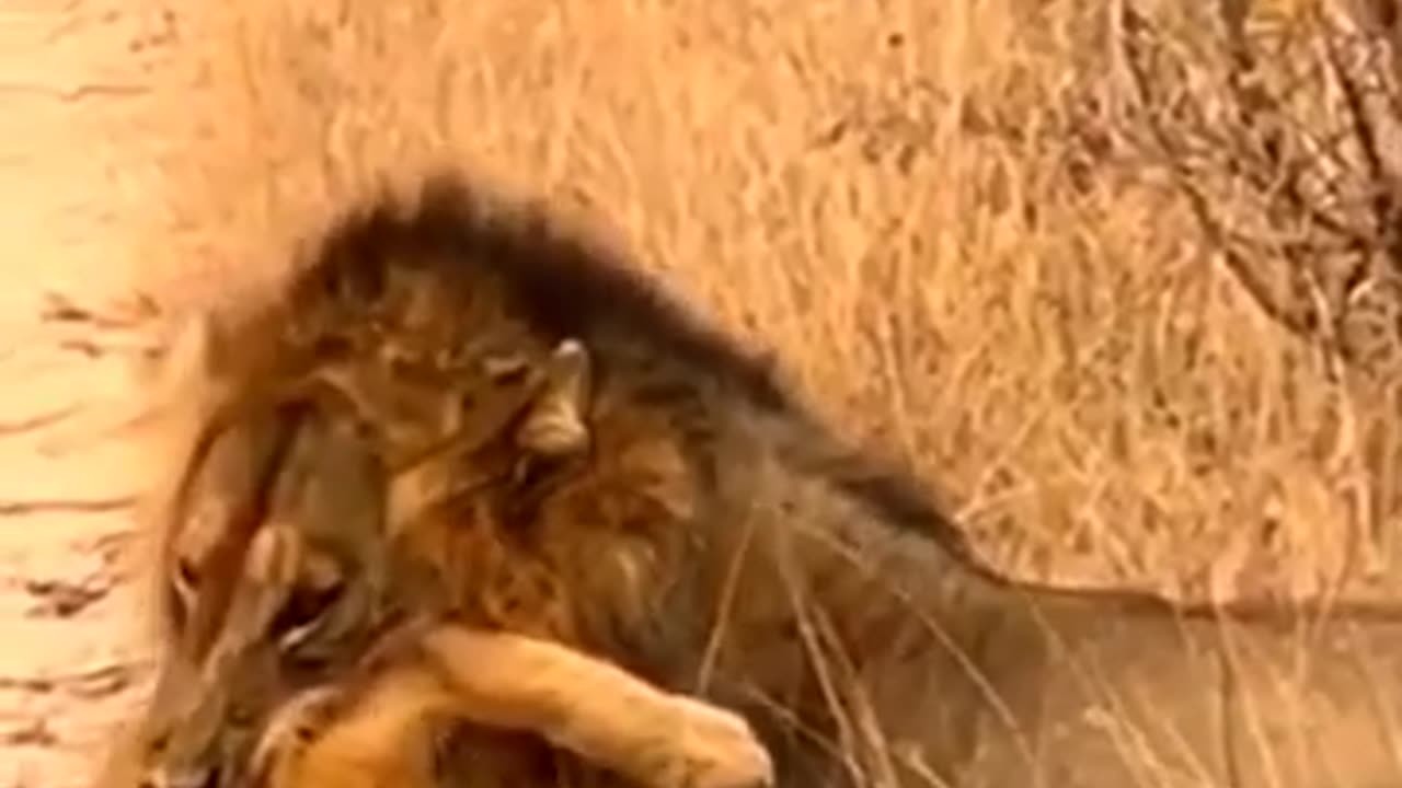 Lion eats cube