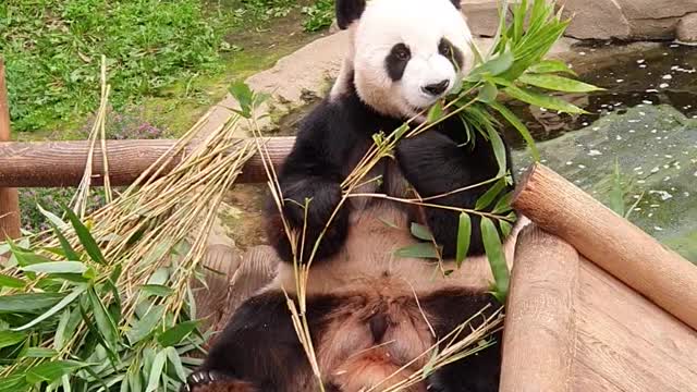 Panda proud of their eating skills