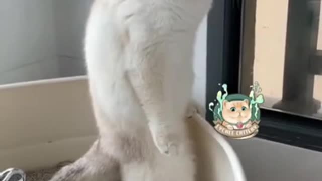 Funny cat