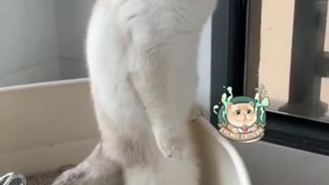 Funny cat