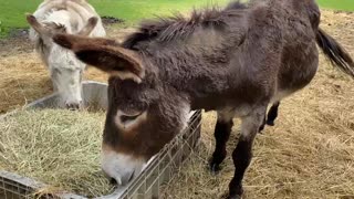 Silly Donkey 🤩🤣🤣