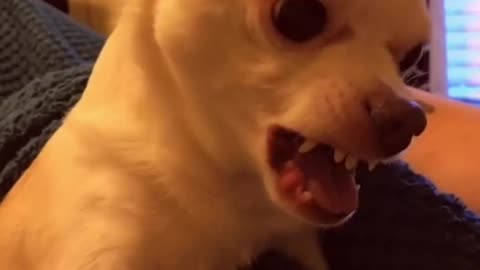Dog reaction from funny 😁 😂