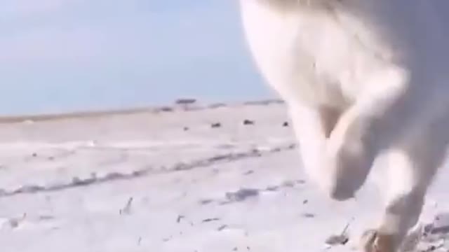 Lovely White Cat || Whity Viral video