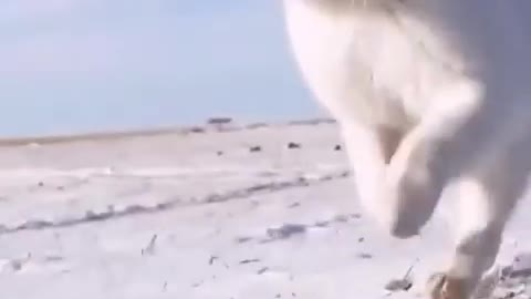 Lovely White Cat || Whity Viral video