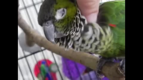 Funny and cute animals - try not to laugh