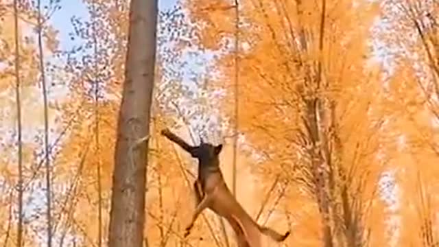 Amazing Malinois Dogs - Super Cute And Very Athletic - Funny and Cute Dogs Videos