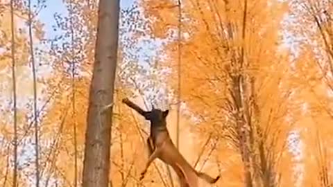 Amazing Malinois Dogs - Super Cute And Very Athletic - Funny and Cute Dogs Videos