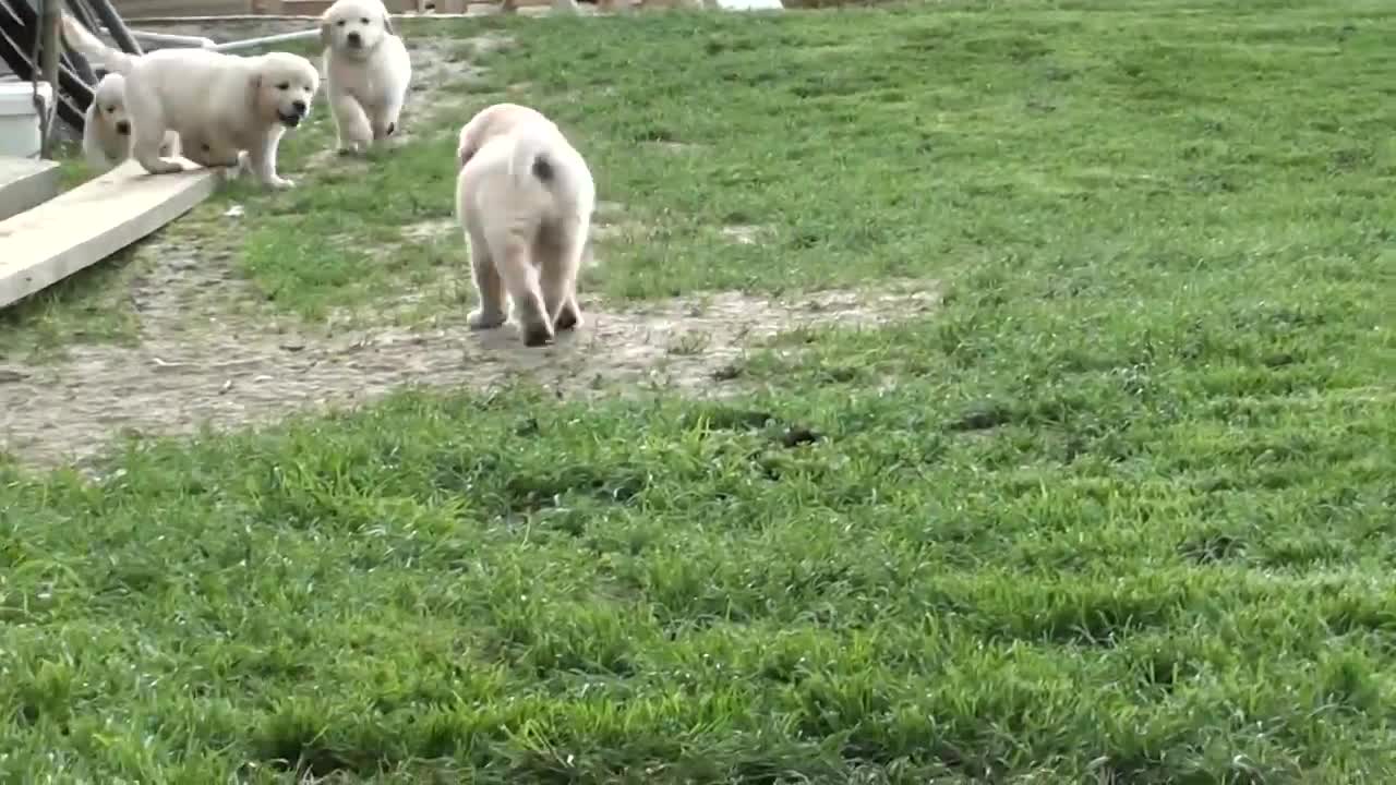 Swarm of cute golden retriever puppies!