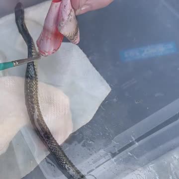 Found a tiny danger noodle in need of assistance 🐍