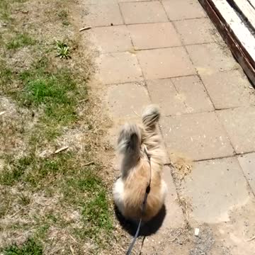 Jasper outside playing