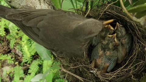 Spectacular footage of mother bird feeding her babies