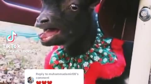 Bakra