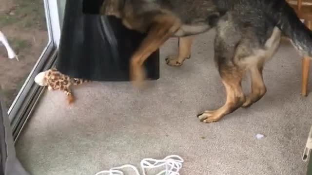 German shepard gets head stuck in black trash can