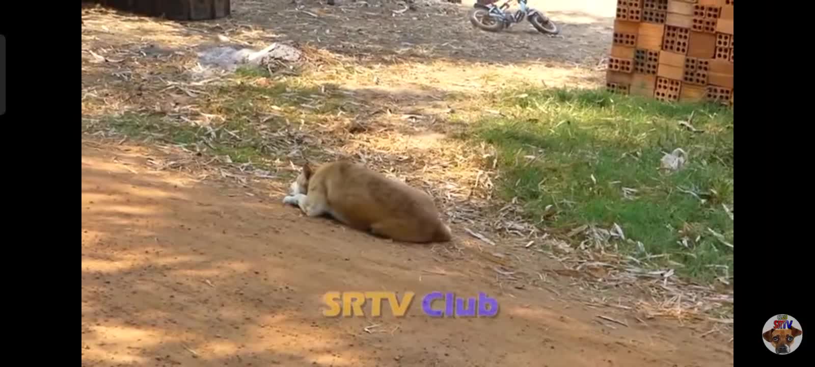 Harming to dog