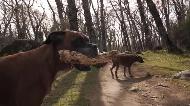 Intelligent boxers dogs in forest