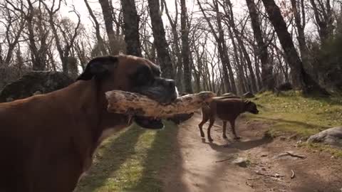 Intelligent boxers dogs in forest