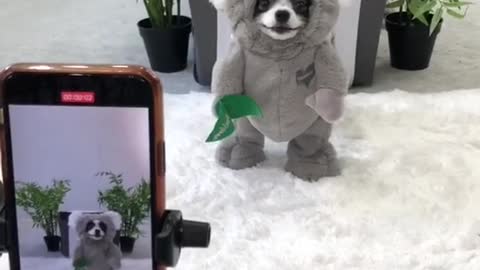 Behind the scenes of a koala