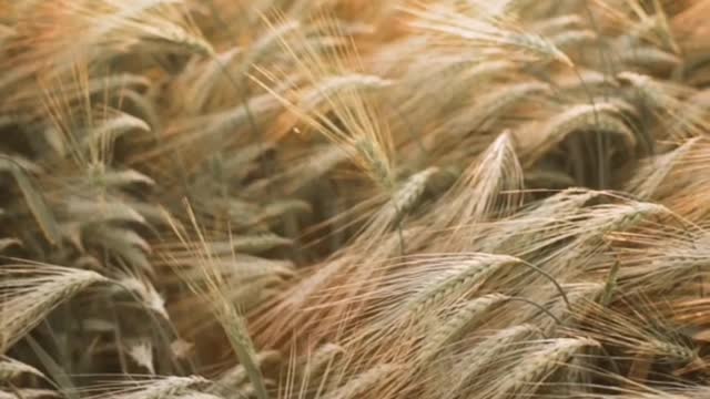 Wheat Plants in Field