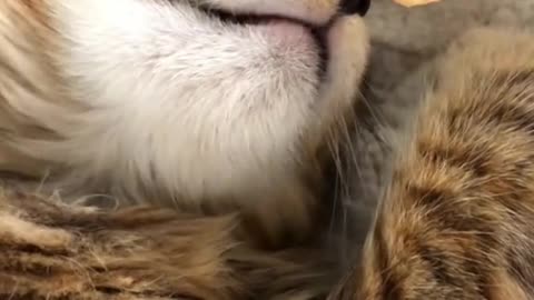 When the cat is sleeping🤣