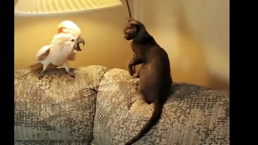 fighting cat and parrot