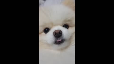 What does a cute Pomeranian puppy want?