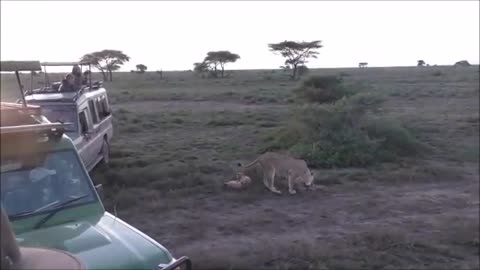 lioness mother and children love