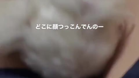 🇯🇵🗾Funny Japanese Dog 😻 Tik Tok Video 2021
