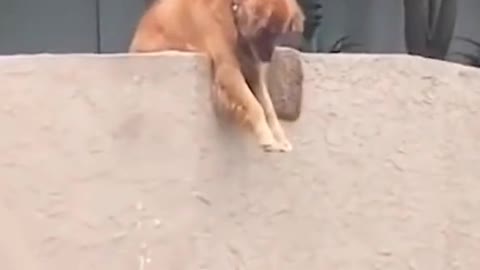 He hangs over the wall drops his toy so the nearest passerby is forced to play.🤣