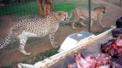 Cute Cheetah Meowing