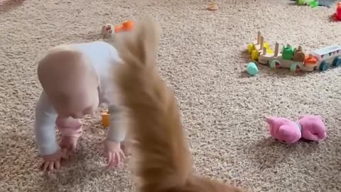 Adorable Fluffy Cat Helps Baby Take First Steps!!