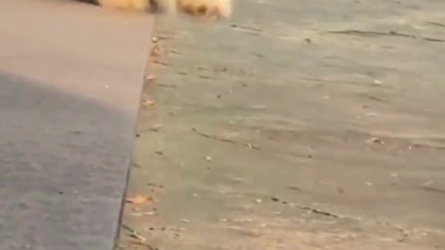 Why These dogs Always Fall