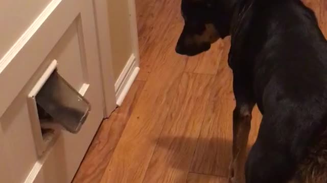 Black dog watches other dog try to go through small doggy door but fail