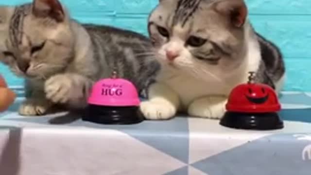 Very funny video Beautiful cats