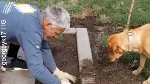 How to help a dog | Cute dog video | Zili video