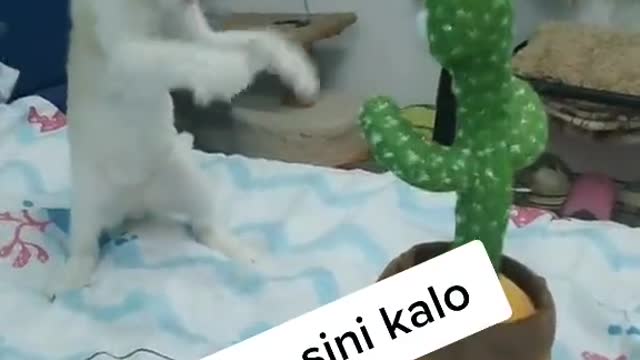 Funny cat and adorabel