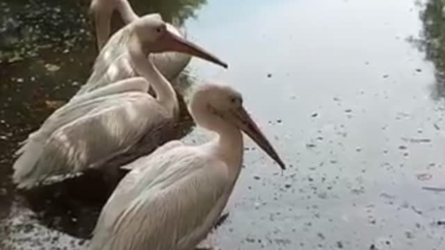 Jurong bird Park Singapore