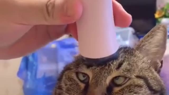 kitten receiving a massage on the head