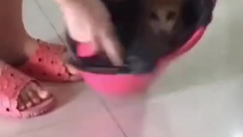 CATS 🐈