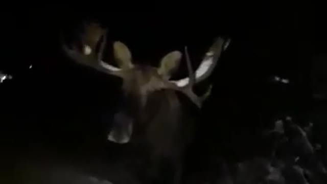 Man Sneaks by Large Moose on Night Walk